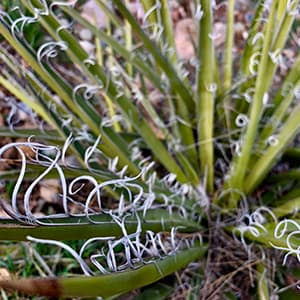 Yucca growing on campus